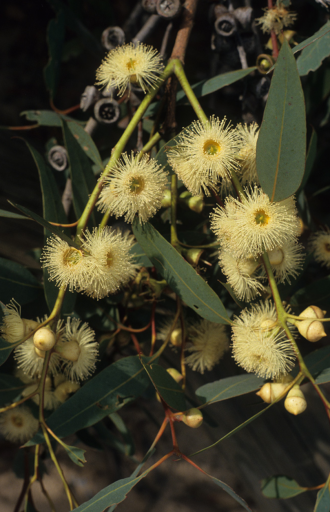 Eucalyptus camaldulensis (River Red Gum) in 50mm Forestry Tube – Trigg ...