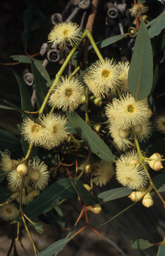 Eucalyptus cosmophylla - Australian Native Plant