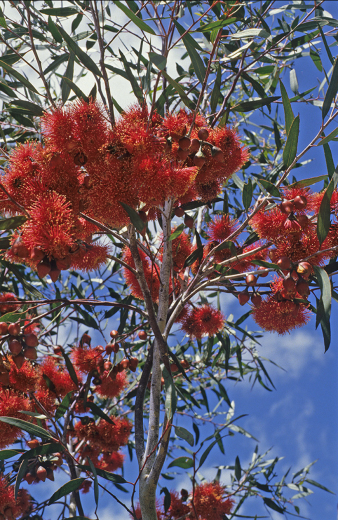Eucalyptus erythronema in 50mm forestry tube