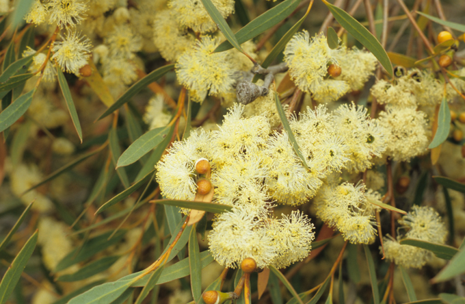 Eucalyprus pachyloma - Australian Native Plant