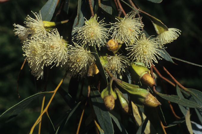 Eucalyptus steedmanii - Australian Native Plant