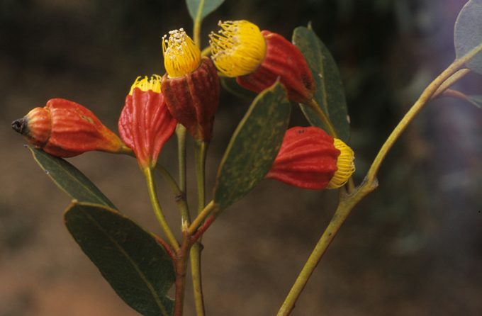 Eucalyprus stoatei - Australian Native Plant