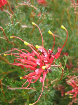 Grevillea thelemanniana Mini Marvel in 50mm Forestry Tube