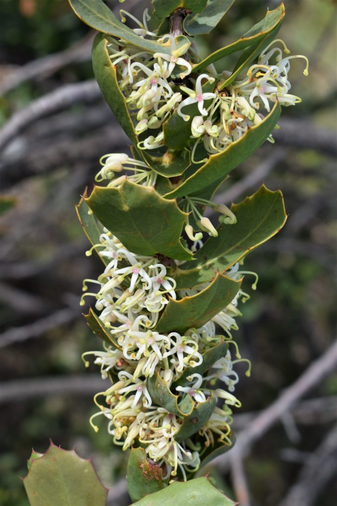Hakea prostrata - Australian Native Plant