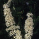 Kunzea ambigua - Australian Native Plant