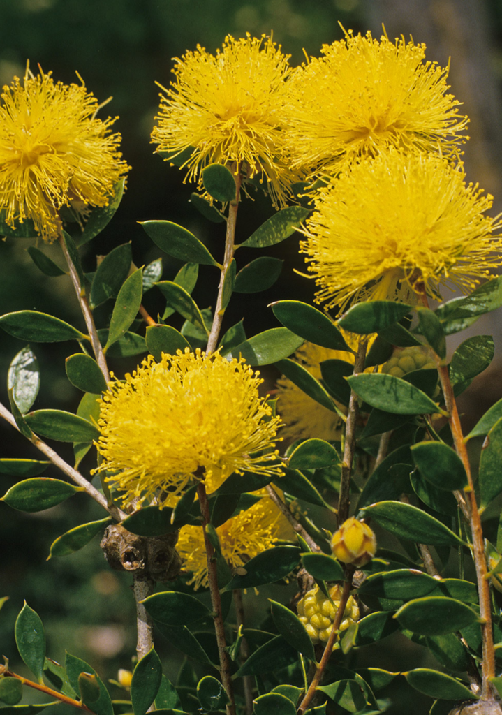 Melaleuca oldfieldii - Australian Native Plant