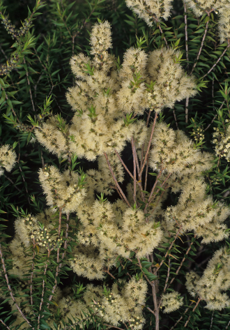 Melaleuca styphelioides in 50mm Forestry Tube