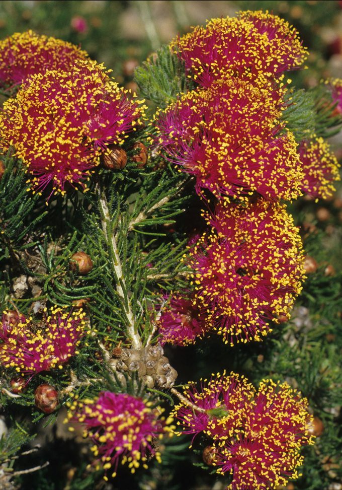 Melaleuca trichophylla - Australian Native Plant