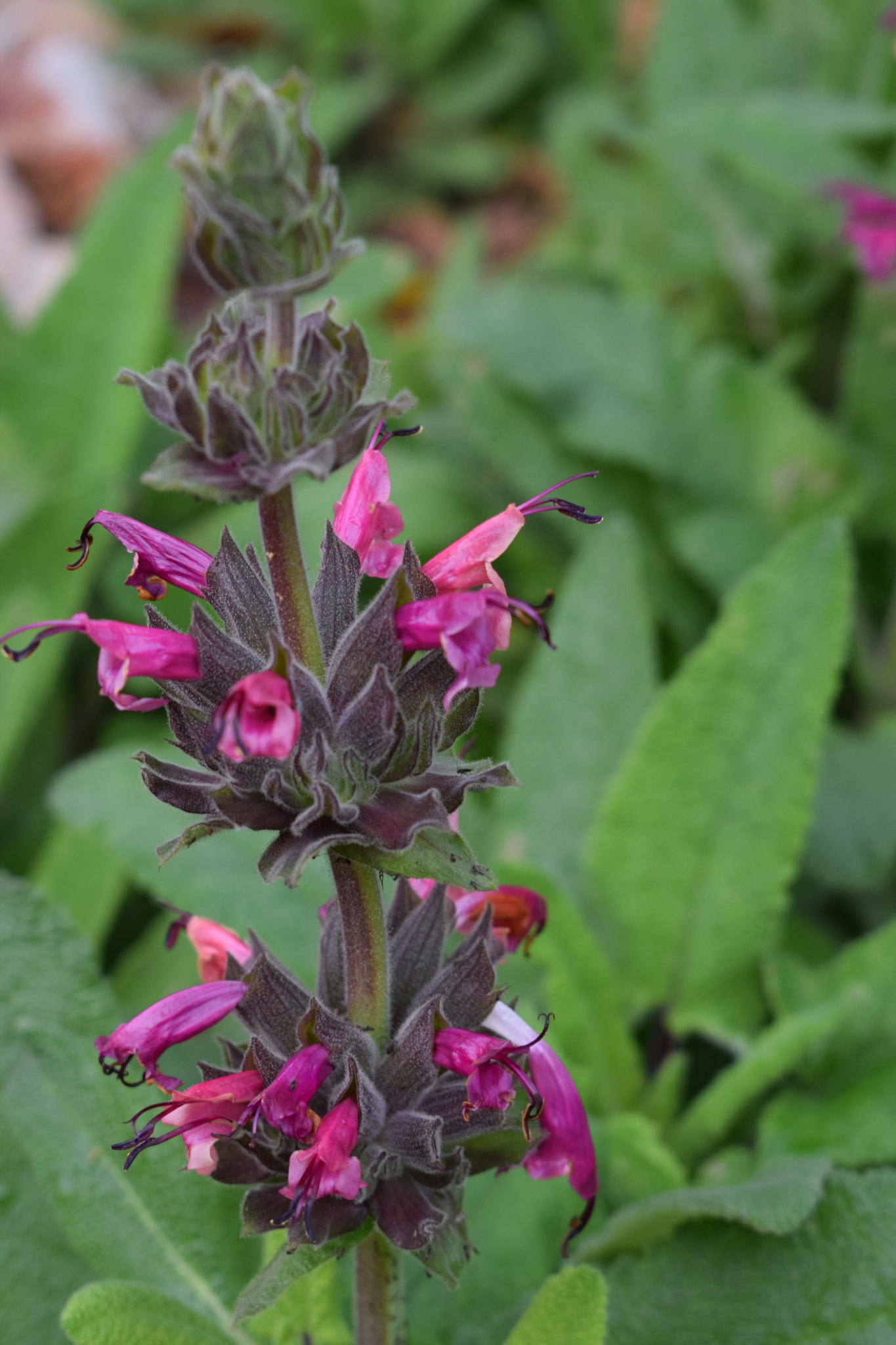 Salvia Spathacea Bare Rooted Trigg Plants 1068