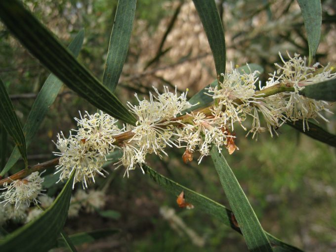 Hakea dactyloides in 50mm Forestry Tube