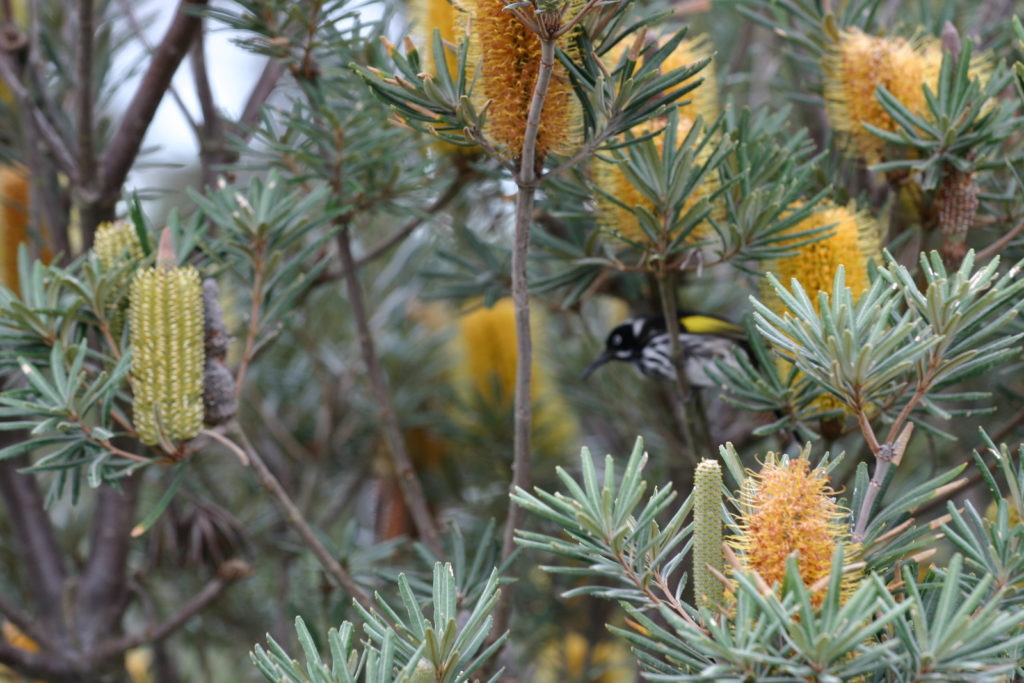Banksia verticillata - Australian Native Plant