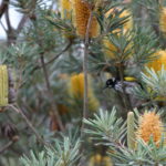 Banksia verticillata - Australian Native Plant