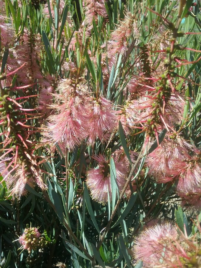 Callistemon phoenicius Pink Ice in 50mm Forestry Tube