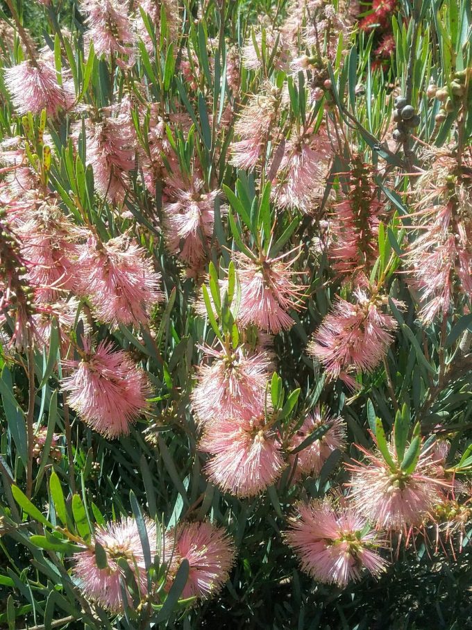 Callistemon phoenicius Pink Ice Australian native plant