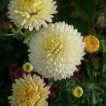 Chrysanthemum Kelvin White - Perennial Plant