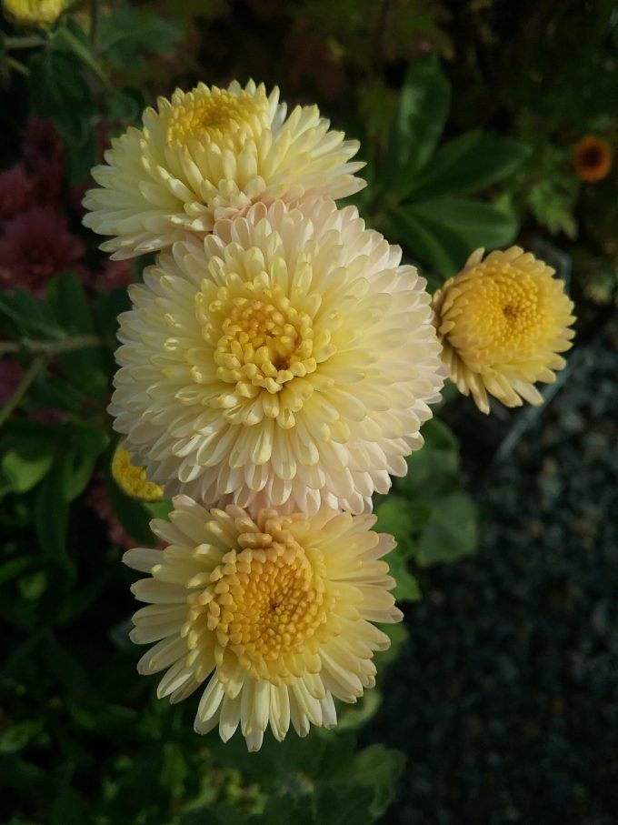 Chrysanthemum Kelvin White - Perennial Plant