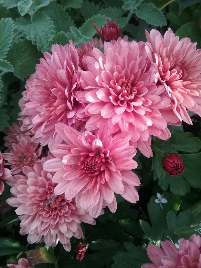 Chrysanthemum Rose Pink - Perennial Plant