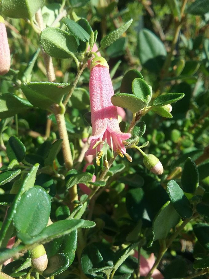 Correa pulchella Little Cate - Australian Native Plant