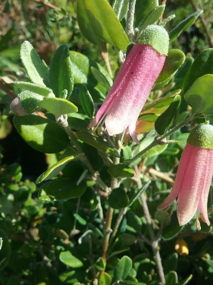 Correa pulchella Big Pink - Australian Native Plant