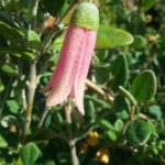 Correa pulchella Big Pink - Australian Native Plant