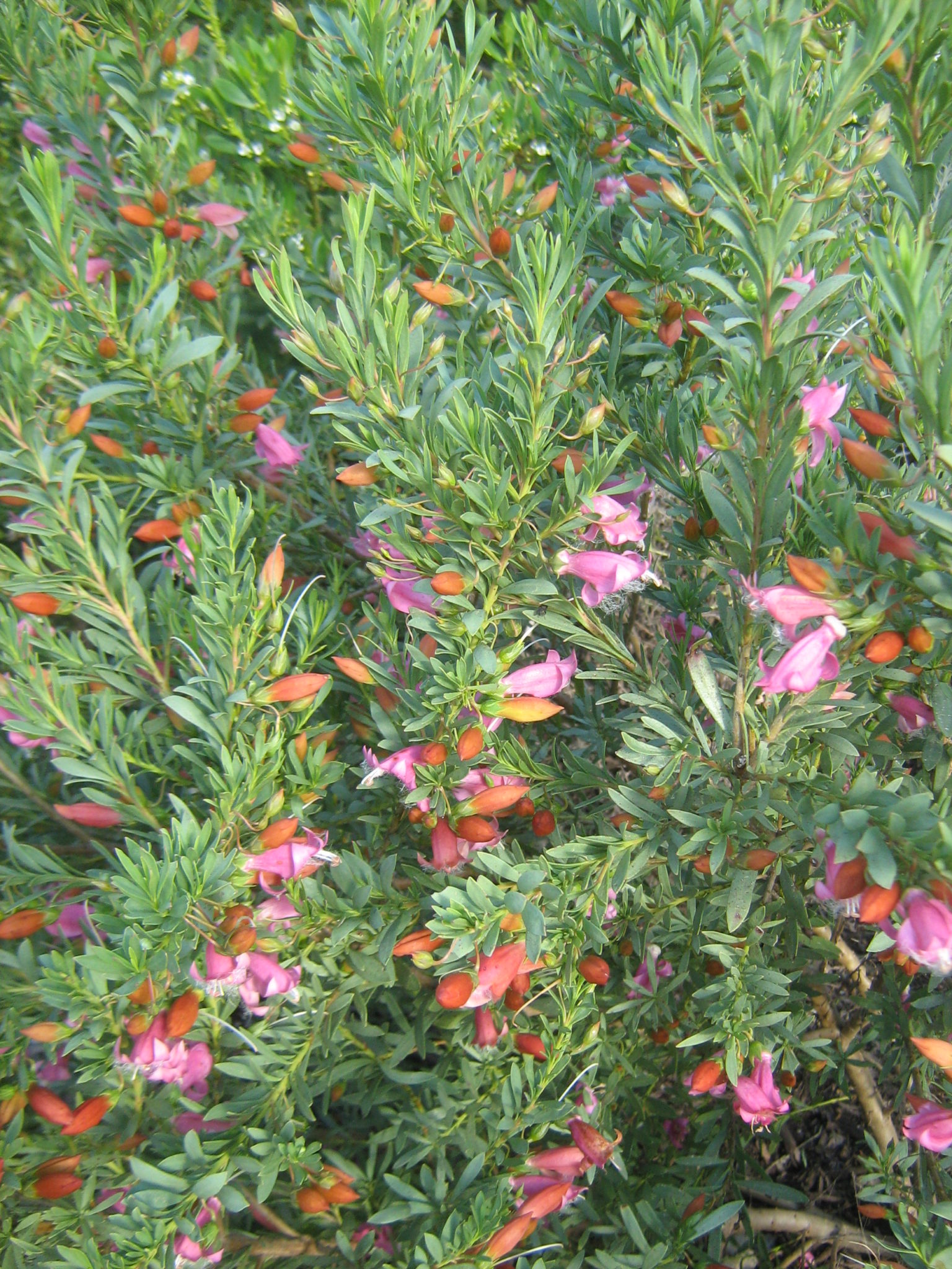 Eremophila racemosa Fairy Floss (Emu Bush) in 50mm