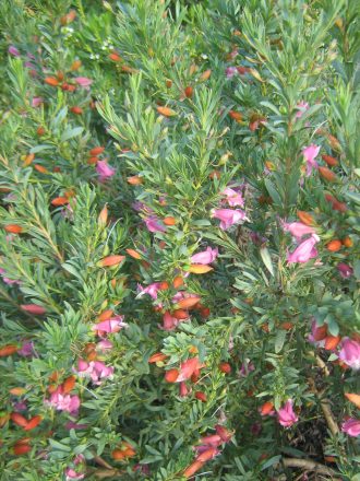 Eremophila racemosa in 50mm Forestry Tube