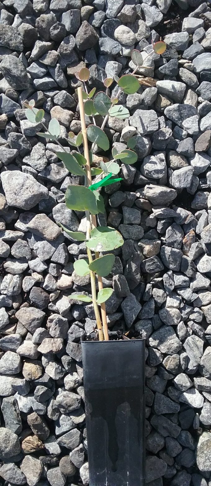 Eucalyptus urnigera - Australian Native Plant