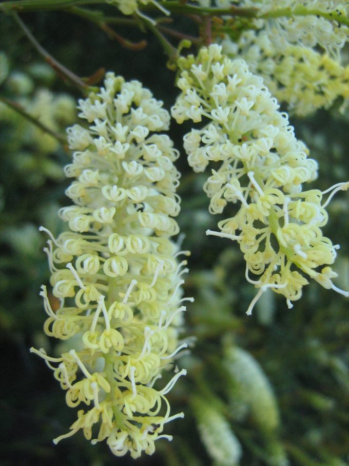 Grevillea flexuosa - Australian Native Plant