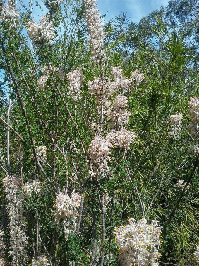 Petrophile biloba - Australian Native Plant