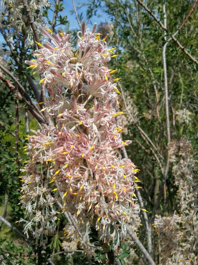 Petrophile biloba - Australian Native Plant