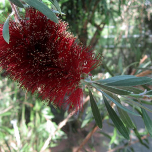 Callistemon pachyphyllus red - Australian Native Plant