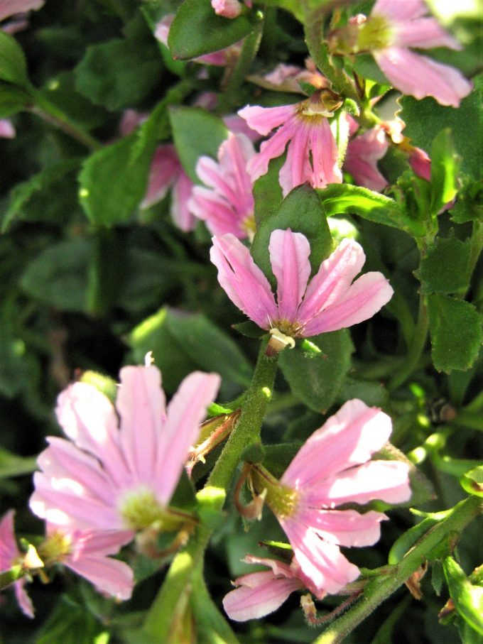 Scaevola aemula pink - Australian Native Plant