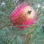 Banksia occidentalis - Australian Native Plant