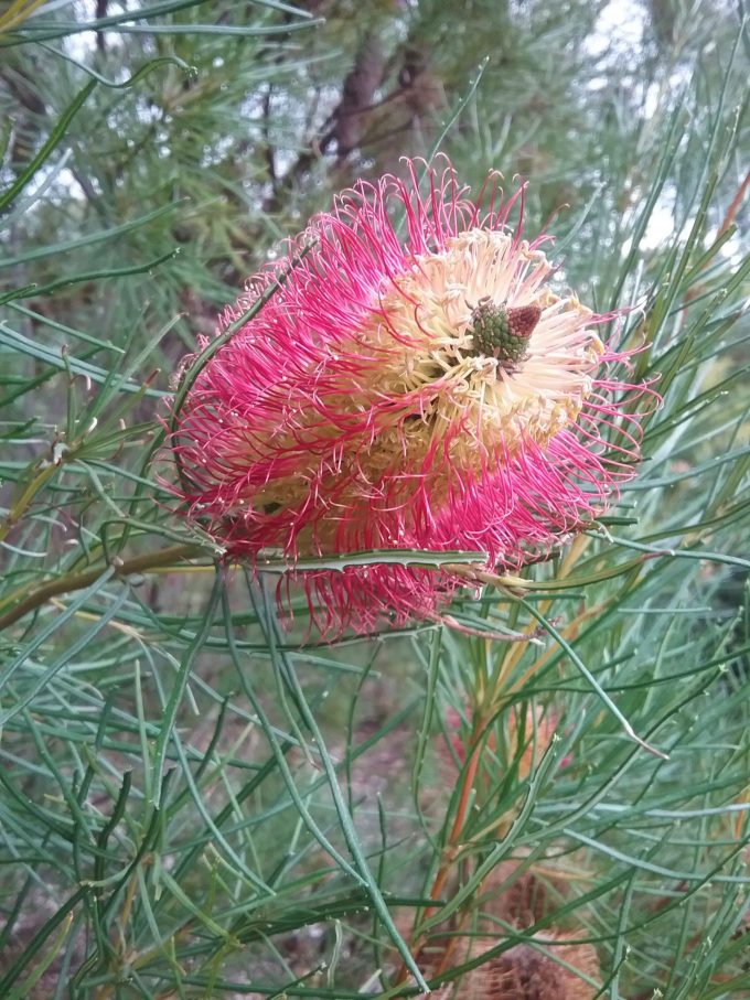 Banksia occidentalis in 50mm Forestry Tube