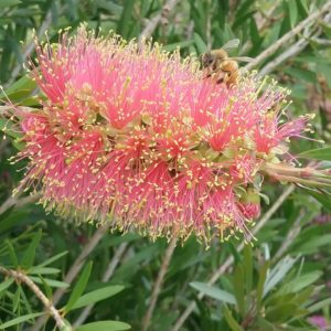 Callistemon phoenecius Pink Ice - Australian Native Plant