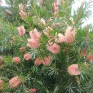 Callistemon Phoenecius Pink Ice - Australian Native Plant