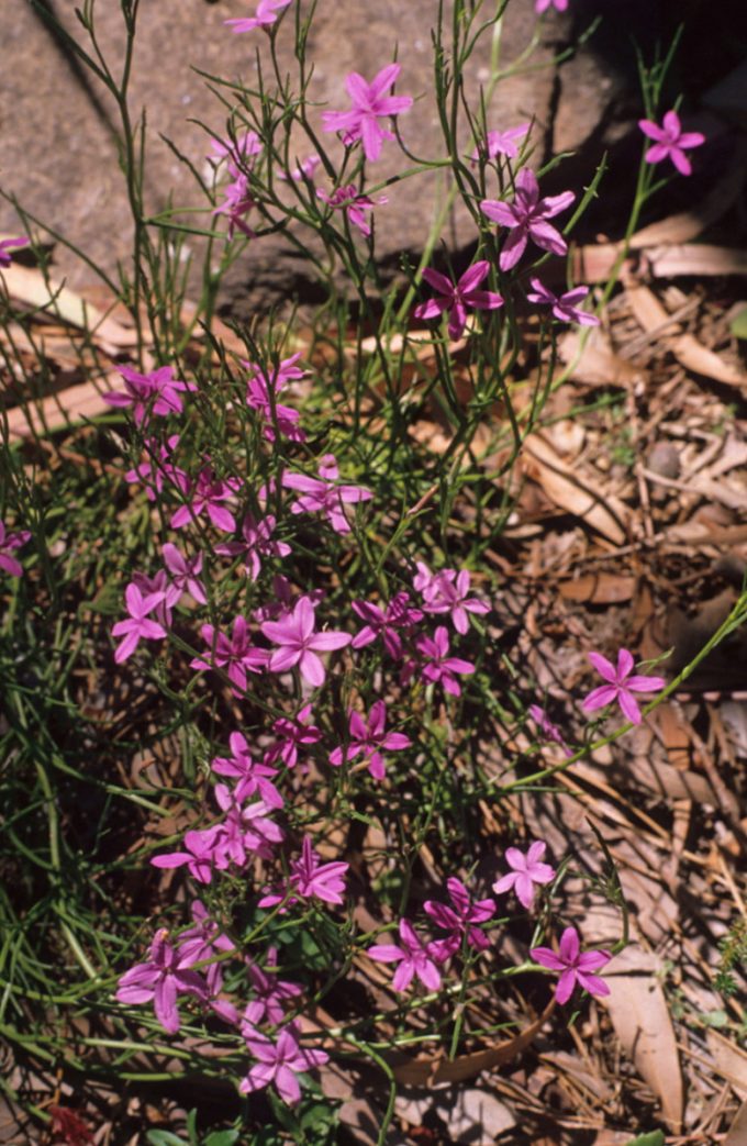 Diaspasis filifolia - Australian Native Plant