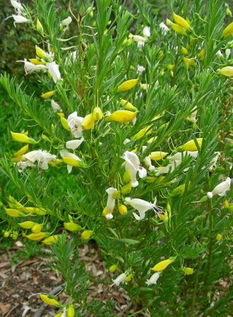 Eremophila racemosa Peaches N Cream - Australian Native Plant