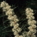 Hakea horrida - Australian Native Plant