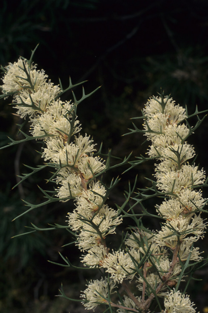 Hakea horrida - Australian Native Plant