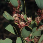 Hakea megalosperma - Australian Native Plant