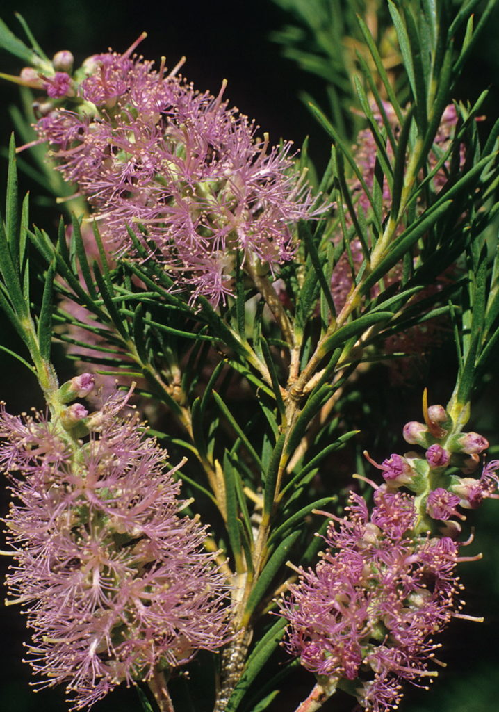 Melaleuca subfalcata - Australian Native Plant