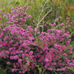 Melaleuca subtrigona - Australian Native Plant