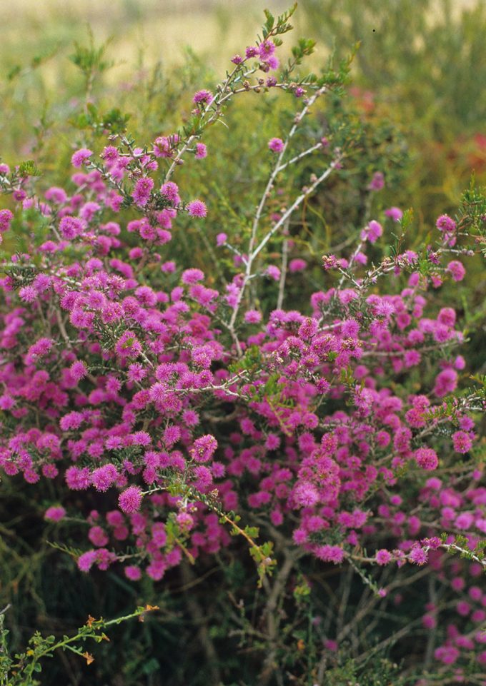 Melaleuca subtrigona - Australian Native Plant