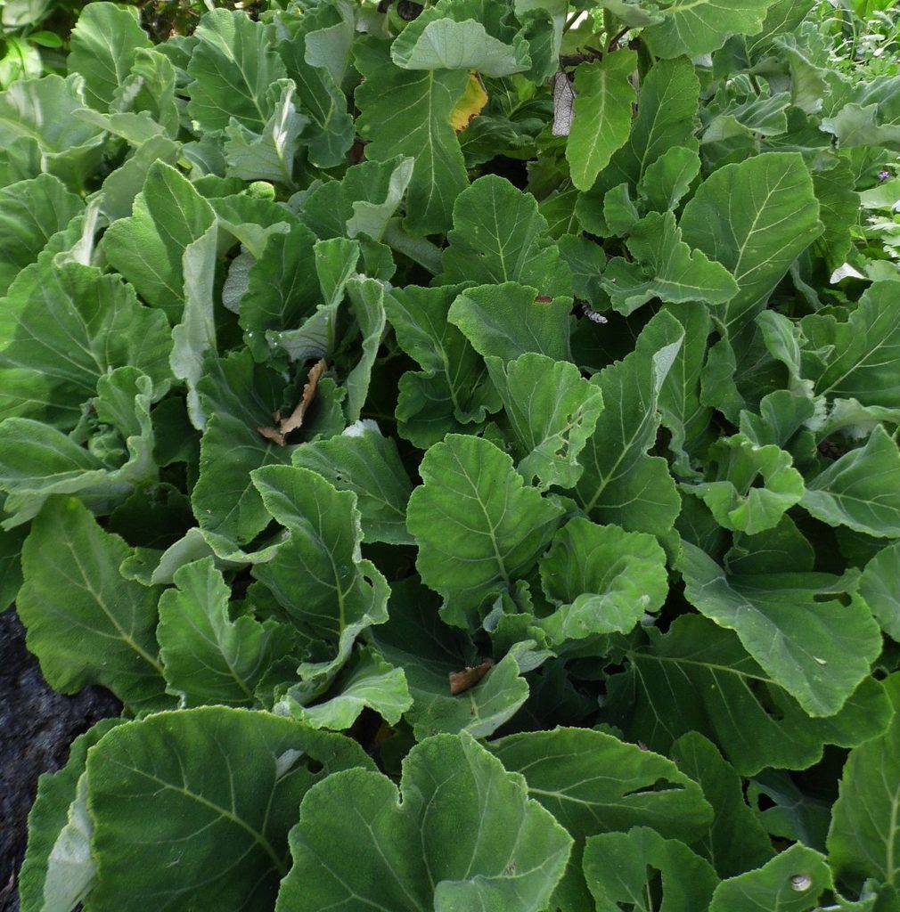 Salvia broussonetii - Perennial Plant