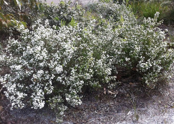 Taxandria juniperina - Australian Native Plant