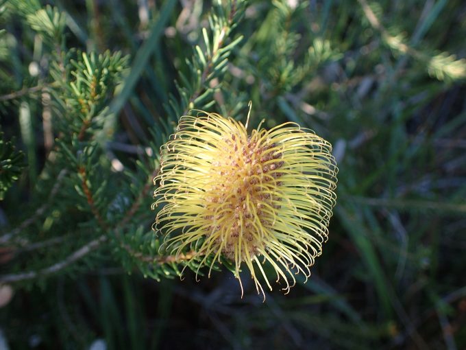 Banksia meisneri - Australian Native Plant