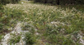 Austrostipa mollis 10 Seeds