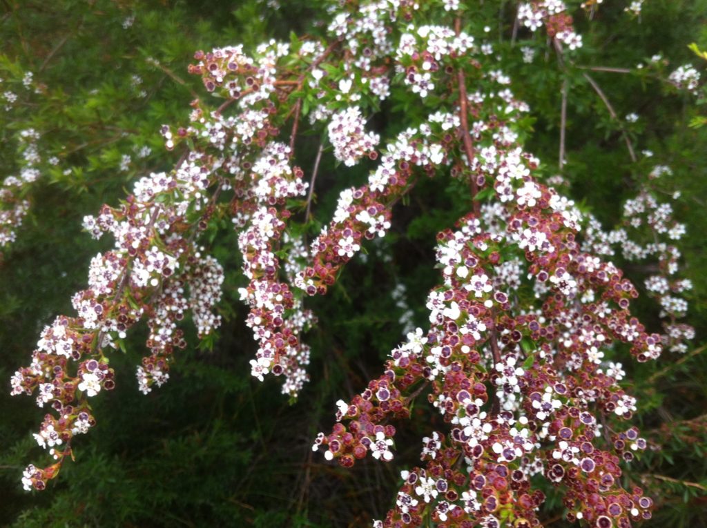 Taxandria spathulata - Australian Native Plant