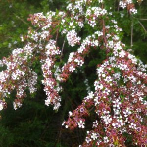 Taxandria spathulata - Australian Native Plant